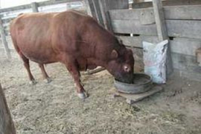 Minerales para Ganado de Engorde